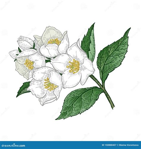 Jasmine Flower Drawing