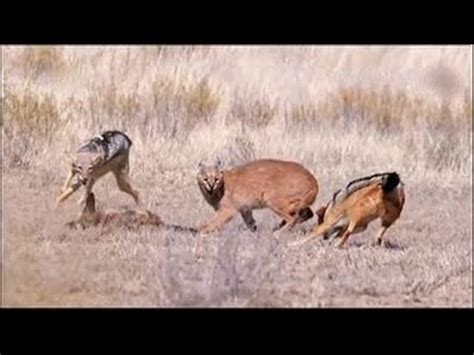 The caracal vs two jackals. Kitten vs masters of chaos / The caracal - the dearest pet - YouTube