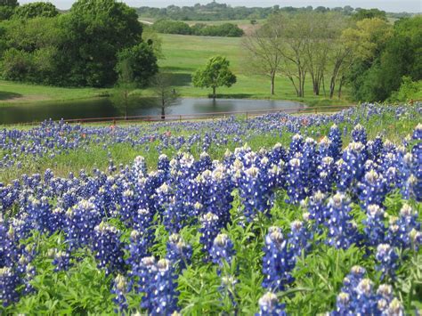 On The Bluebonnet Trail In Ennis, Texas with Gary: Bluebonnets Are Here!