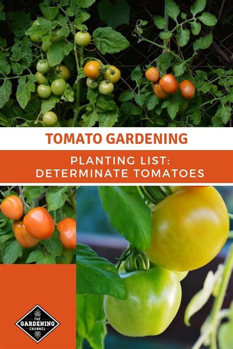 List of Determinate Tomatoes from A to Z - Gardening Channel