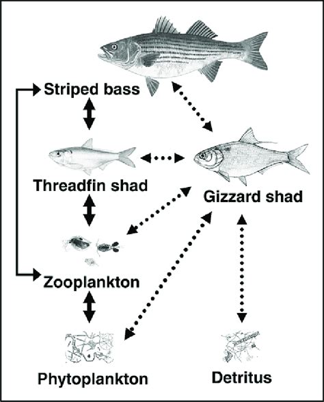 Aquatic Food Web Diagram