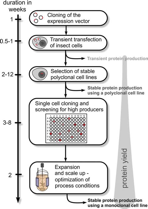 Insect Cell Lysis Buffer Recipe | Besto Blog