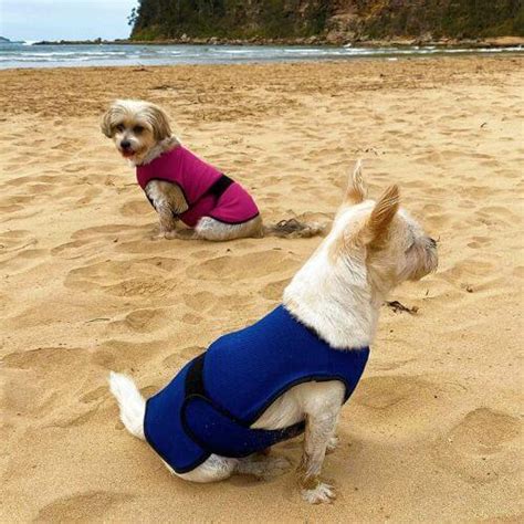 Chill Out: The Top 7 Dog Cooling Vests to Beat the Heat!