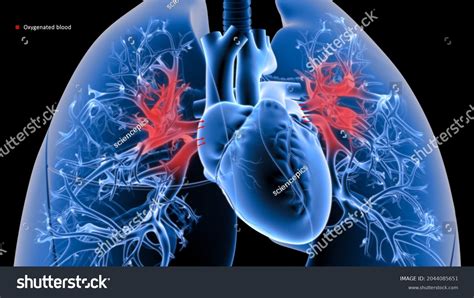 Human Deoxygenated Blood Heart Lungs 3d Stock Illustration 2044085651 | Shutterstock