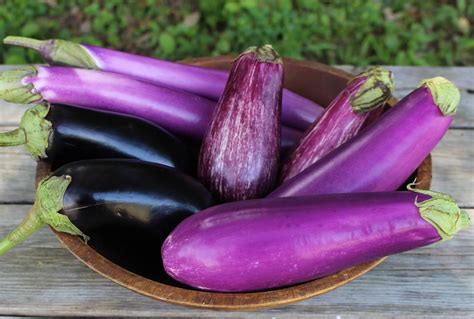 Harmony Valley Farm: Vegetable Feature: Eggplant