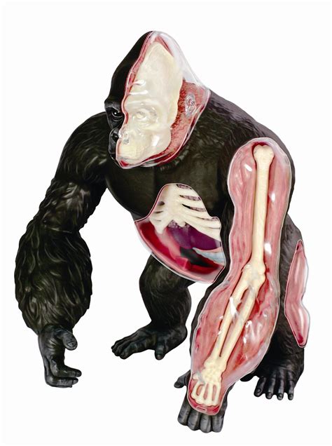 Gorilla Anatomy Model