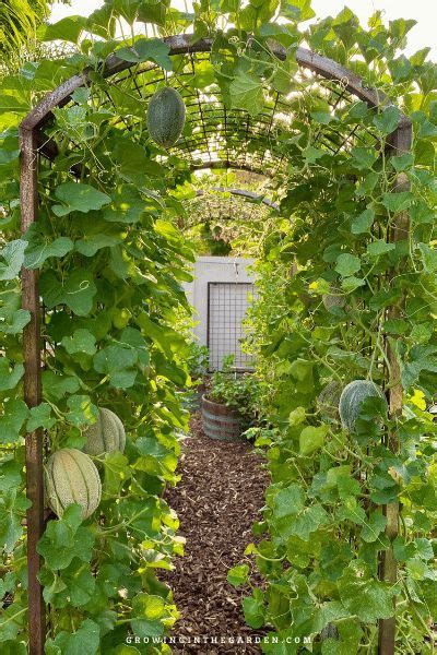 How to Grow Cantaloupe: 9 Tips for Growing Cantaloupe | Growing ...