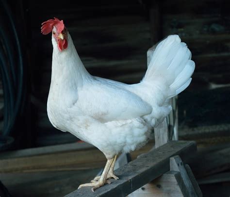 Complete Leghorn Chicken Guide: Colors, Eggs, Facts And More… | Chickens And More