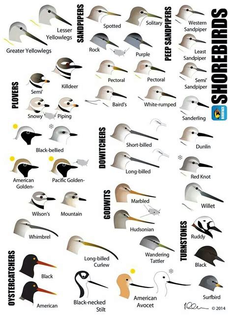 Pin by Patty Long on W is for Watching the Leetle Birdies | Shorebirds ...