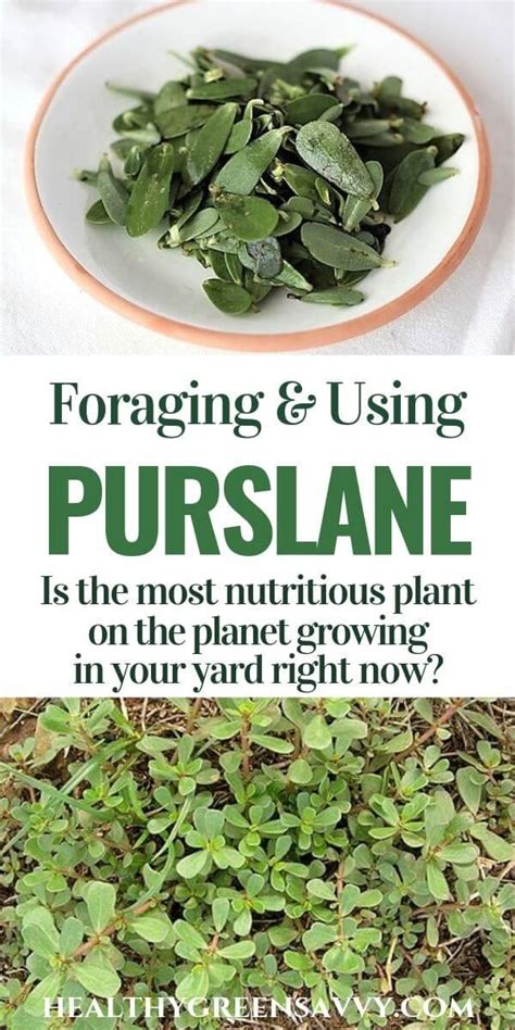 Pin on Foraging