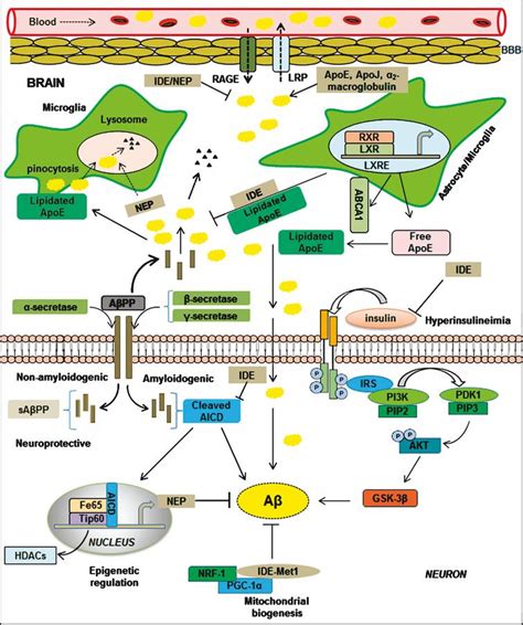 Impact of Insulin Degrading Enzyme and Neprilysin in Alzheimer’s Disease Biology ...