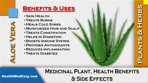 Aloe Vera Gel, Juice, Cream - Uses, Plant, Benefits, Side Effects - HealthMedEasy.com - Health ...