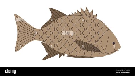 Galjoen fish Stock Vector Images - Alamy