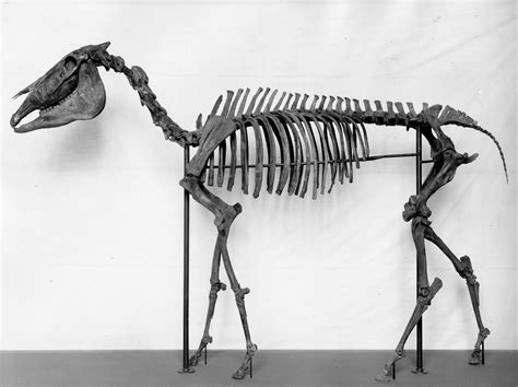 The Hagerman Horse (Equus simplicidens) (U.S. National Park Service)
