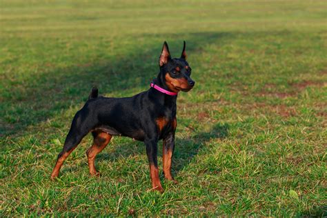 Miniature Pinscher Breed Info: Best Food, Training, Grooming | Bil-Jac