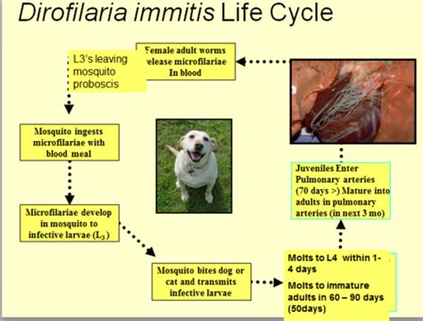 Dirofilaria Immitis Life Cycle