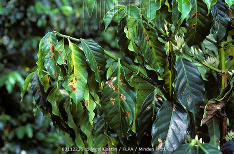 Coffee Leaf Miner stock photo - Minden Pictures