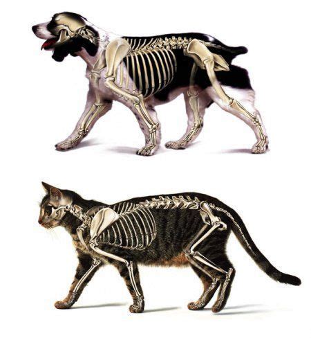 Canine and feline skeletal structures. Note the joints!: | Cat anatomy ...