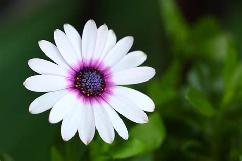 Photos of Nature: Photos Of Small Flowers