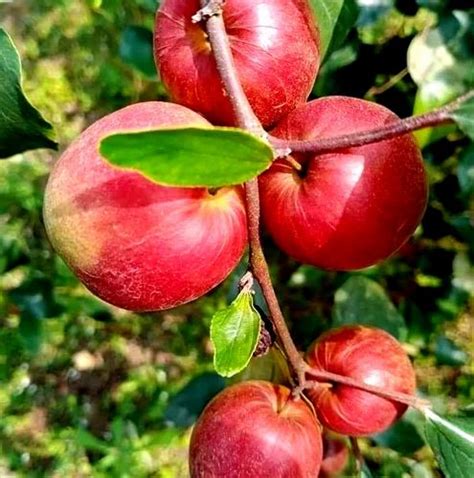 Genuine Thai Ball Sundari Apple Ber Plant, For Garden at Rs 9/plant in ...