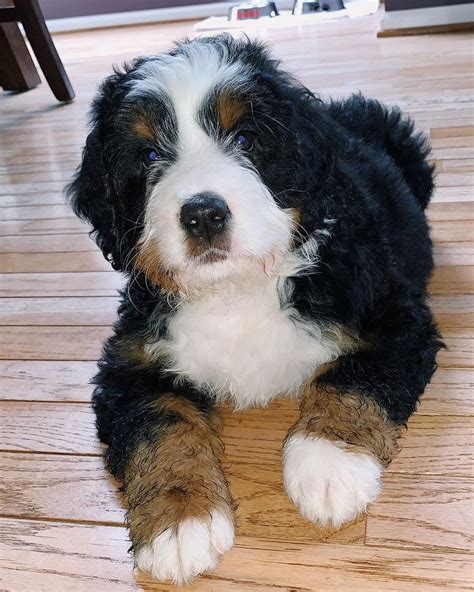 Best Bernedoodle Breeders in California - Top 8 Picks! (2024) - We Love Doodles