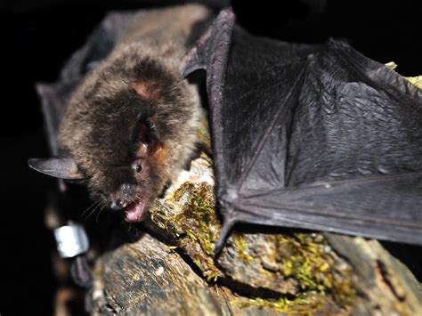 Gray bat | An endangered gray bat (Myotis griscecens) captur… | Flickr