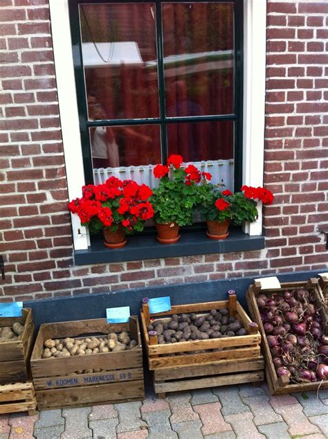 Orvelte Bruges Belgium, Netherlands, Holland, Dutch, Potato, Farm, Spring, Plants, Home