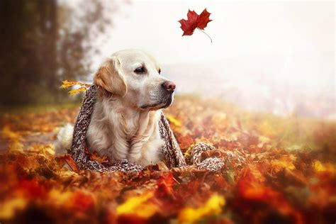 Fall Animal Wallpapers - Top Free Fall Animal Backgrounds - WallpaperAccess