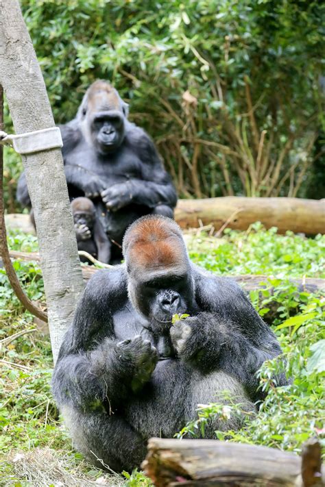 Honoring Leo: Save gorilla habitat with ECO-CELL