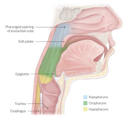 Pharynx Anatomy