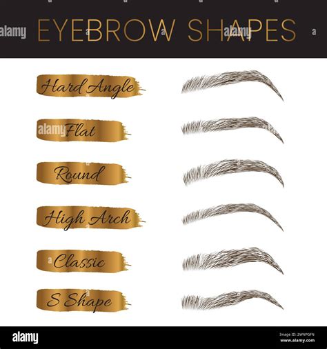 Eyebrow Shapes Types Illustration with Gold Stock Vector Image & Art ...