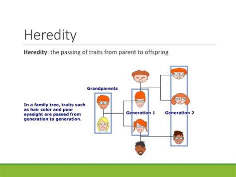 PPT - Genetics PowerPoint Presentation, free download - ID:2448713