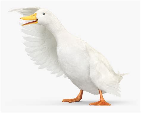 Aflac Duck Png, Transparent Png , Transparent Png Image - PNGitem