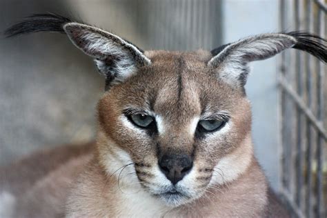 Caracal Cat Portrait Free Stock Photo - Public Domain Pictures