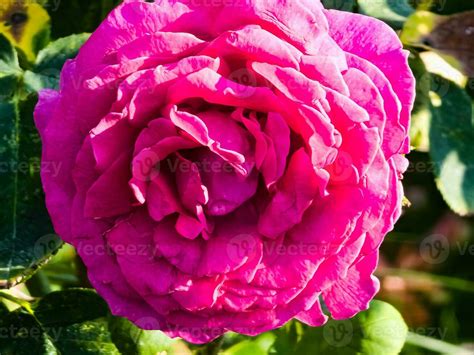 Big Purple rose close up. Hybrid tea rose with dark purple flowers ...