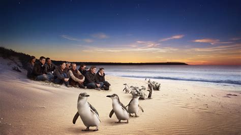 One Day Phillip Island Penguin Parade and Wildlife Adventure Tour, Tour ...