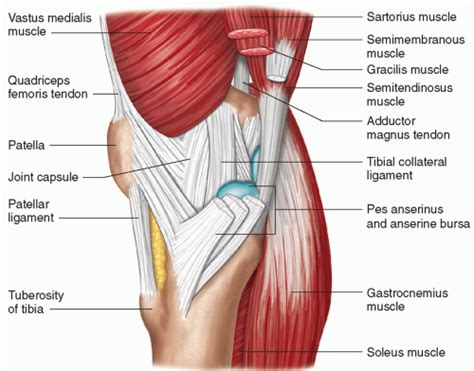 Medial Knee Pain - MMD Chiropractic Health Centre