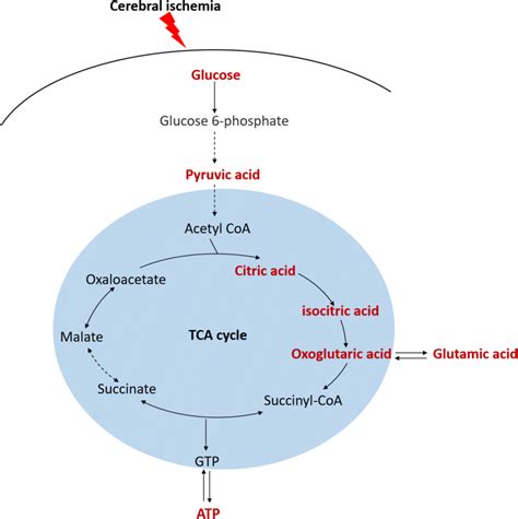 Flow chart of energy metabolism process. Energy metabolism mainly... | Download Scientific Diagram