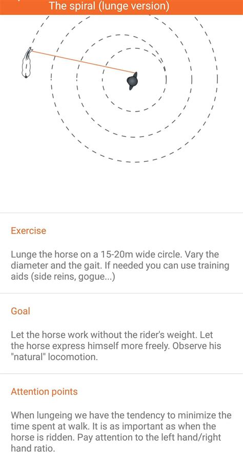 Lunging exercises | Equestrian Amino