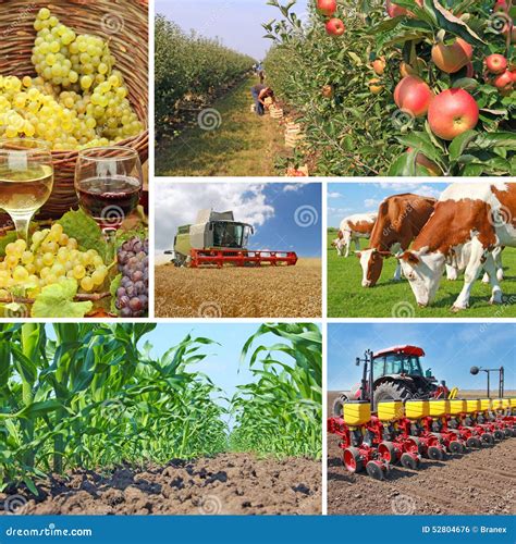 Agriculture Collage Stock Photography | CartoonDealer.com #6132122