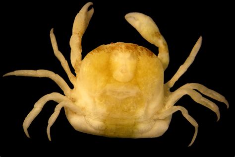 Genital parasite crabs are struggling to find sex partners | New Scientist