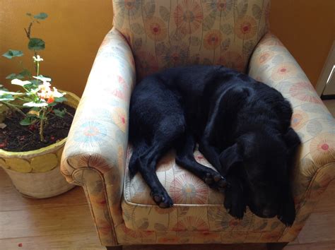 Sleepy black lab | Black lab, Dogs, Sleepy