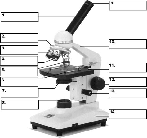 Parts Of A Compound Light Microscope Worksheet