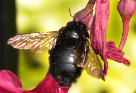 Garden Guy Hawaii: What are the large, black bees hovering around my house?