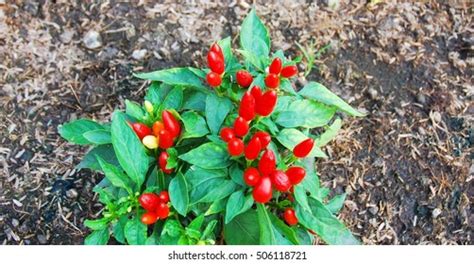 139,942 Red chilli plant Images, Stock Photos & Vectors | Shutterstock