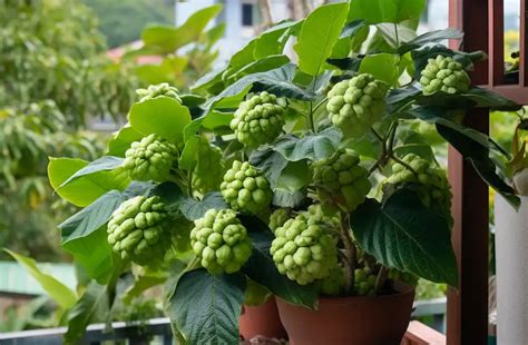 Master the Art of Growing Sweetsop Trees from Seed at Home ...