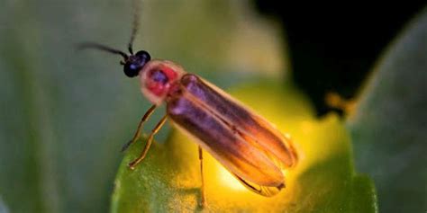 12 Fascinating Facts About Fireflies - EcoWatch