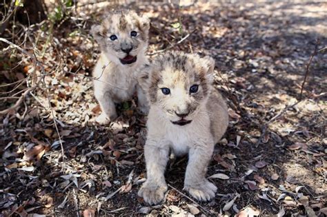 S.African lion cubs conceived artificially in world first | ABS-CBN News