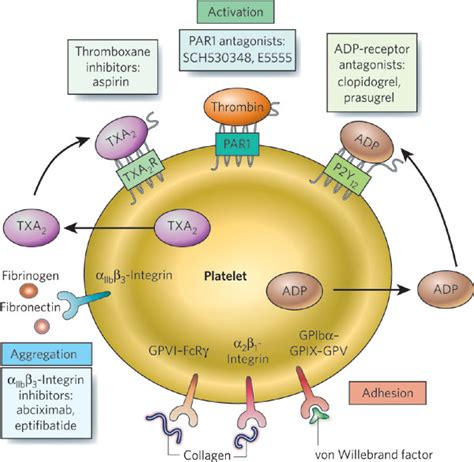 Antiplatelet drugs