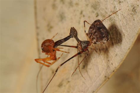 ‘Assassin’ spiders impale their victims on a venomous pike, then watch ...